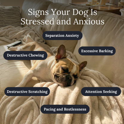 FurDreams™ Enrichment Lick Bowl